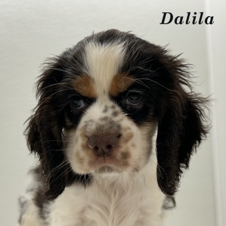 puppy, for, sale, Cocker Spaniel, Joe & Cherri  Overlease, dog, breeder, Miller, MO, dog-breeder, puppy-for-sale, forsale, nearby, find, puppyfind, locator, puppylocator, aca